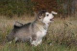ALASKAN MALAMUTE 527